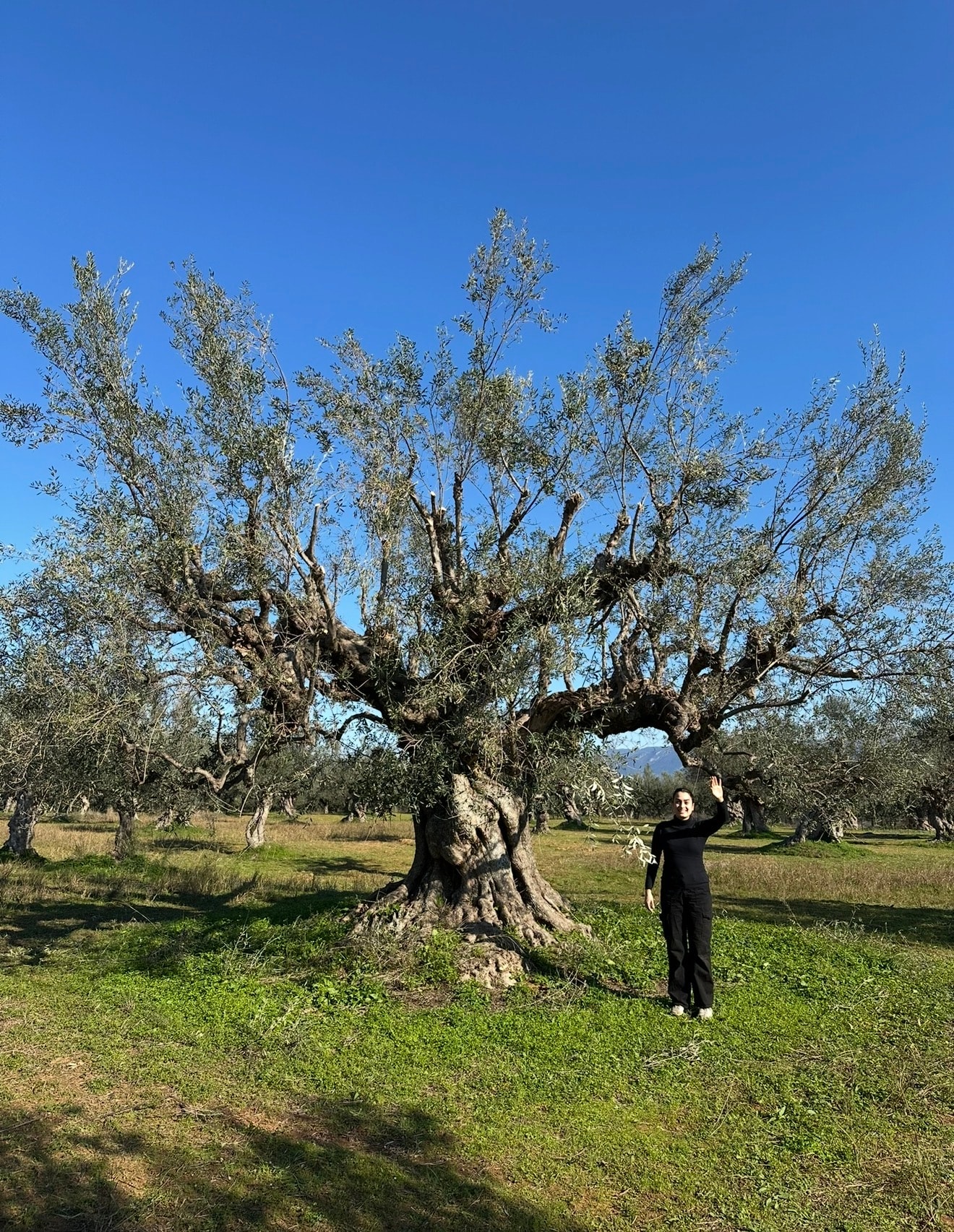 Fresh olives harvested at peak ripeness